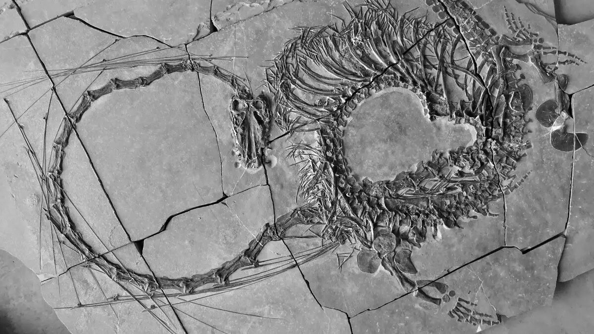  فسیل اژدهای چینی کشف شده