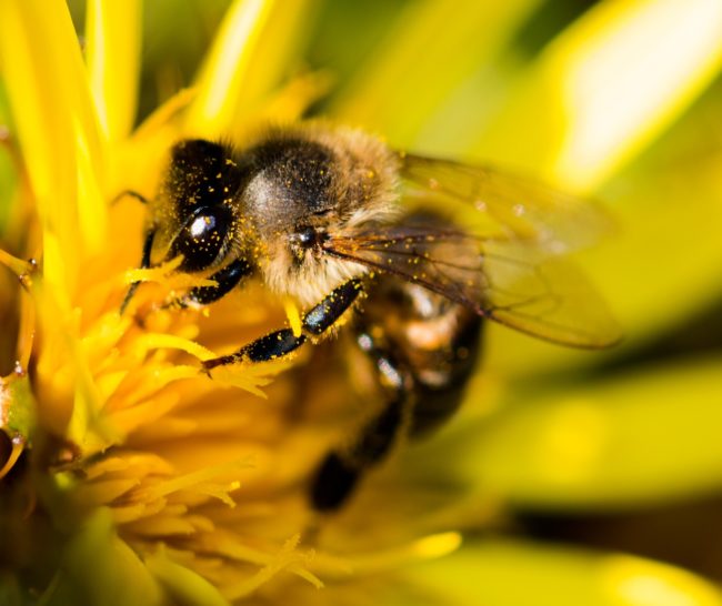 کشف یک موضوع عجیب درباره هوش زنبورها
