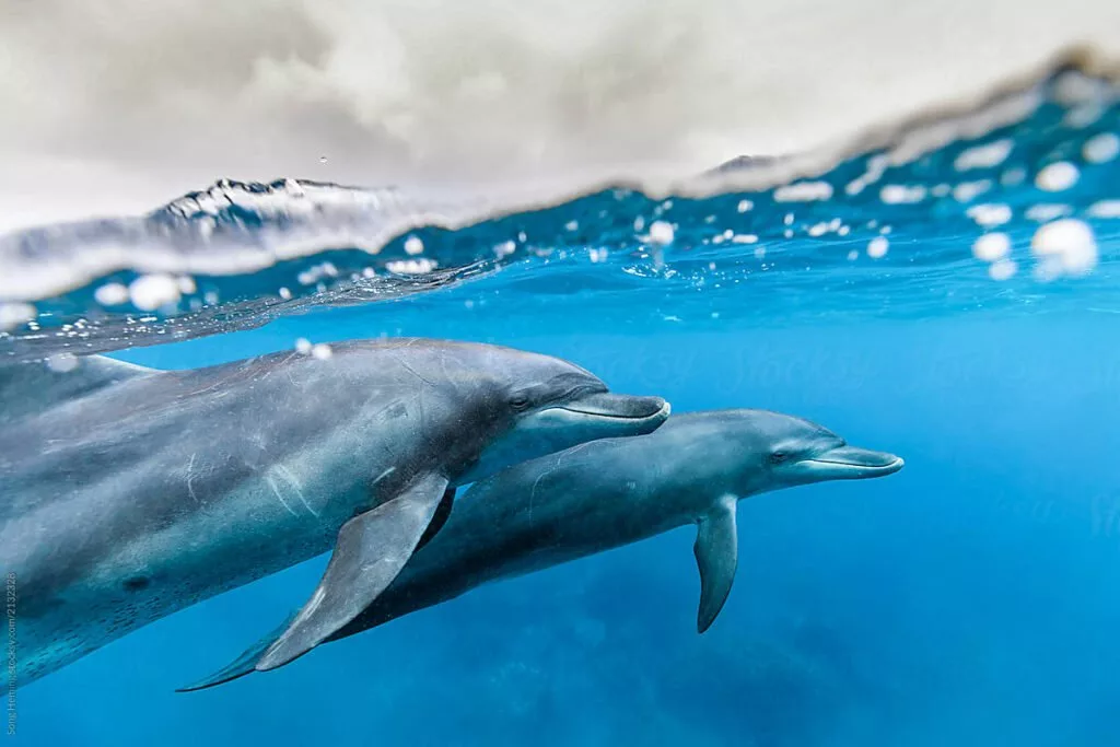 دلفین‌ها هنگام صحبت با فرزندان خود از لحن کودکانه استفاده می‌کنند
