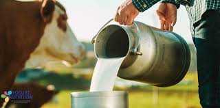 تولید شیر بدون نیاز به گاو

