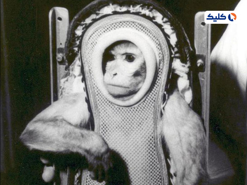 میمون رزوس، خانم سم به فضا پرتاب شد

