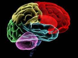 اولین مینی مغز جهان با سد خونی مغزی
