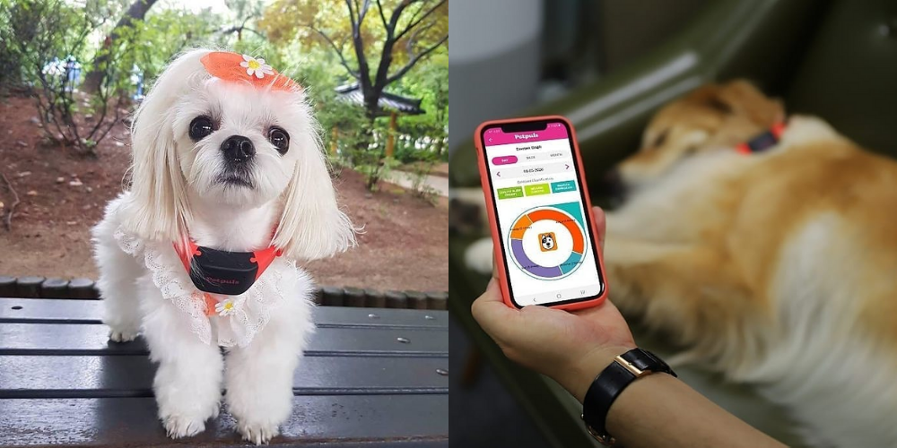 ترجمه کردن پارس سگ‌ها با هوش مصنوعی
