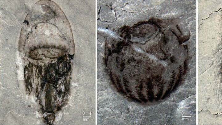 کشف بافت نرم فسیل پلسیوسور ۱۸۳ میلیون ساله برای نخستین بار
