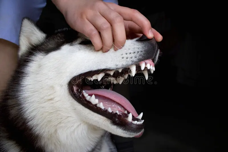 دندان‌ها سگ‌ هاسکی