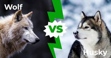 مقایسه سگ‌ هاسکی در برابر گرگ