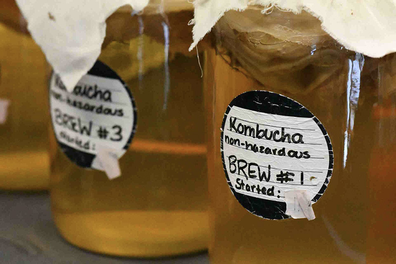چای کامبوچا در حال تخمیر در آزمایشگاه